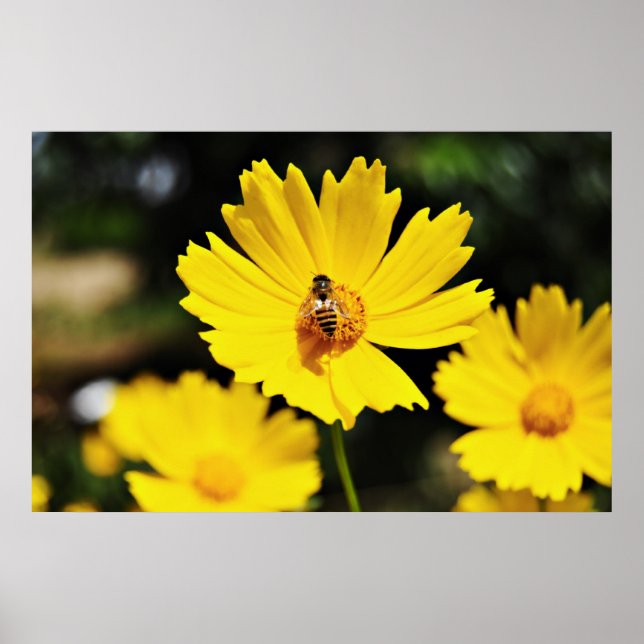 Yellow Cosmos Flower and Bee Poster (Front)