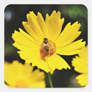Yellow Cosmos Flower and Bee Square Sticker