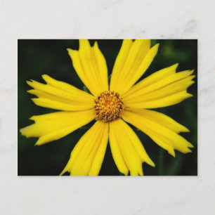 Yellow Cosmos Flower Close-up Postcard