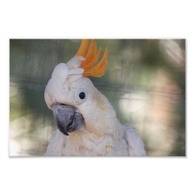 Yellow Crested Cockatoo - Print (Front)