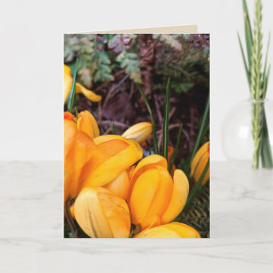 Yellow Crocus Blank Greeting Card