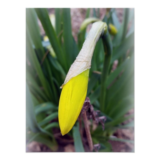yellow crocus bud poster (Front)