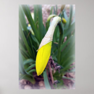 yellow crocus bud poster