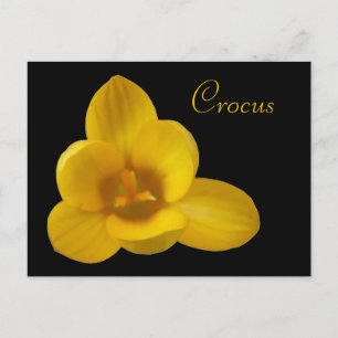 Yellow Crocus Customisable Postcard
