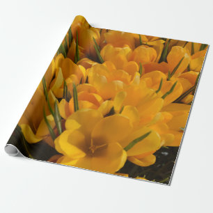 Yellow Crocus flavus - Golden Yellow Flowers   Wrapping Paper