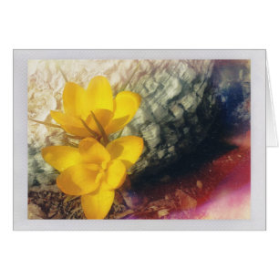 Yellow Crocus Flowers