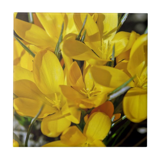 Yellow Crocus Flowers Ceramic Tile (Front)