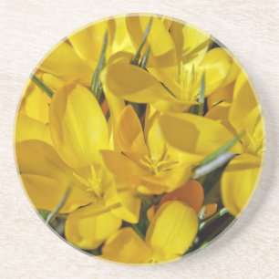 Yellow Crocus Flowers Coaster