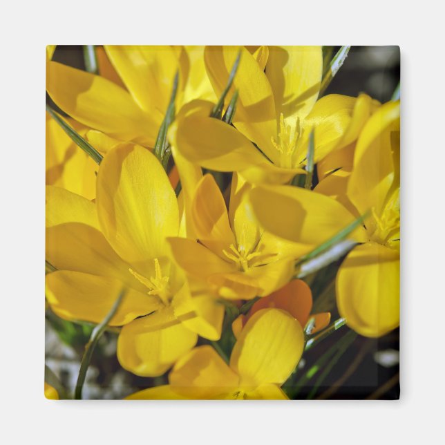 Yellow Crocus Flowers Magnet (Front)