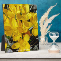 Yellow Crocus Flowers