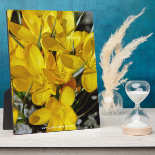 Yellow Crocus Flowers Plaque