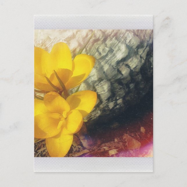 Yellow Crocus Flowers Postcard (Front)