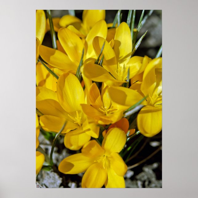 Yellow Crocus Flowers Poster (Front)
