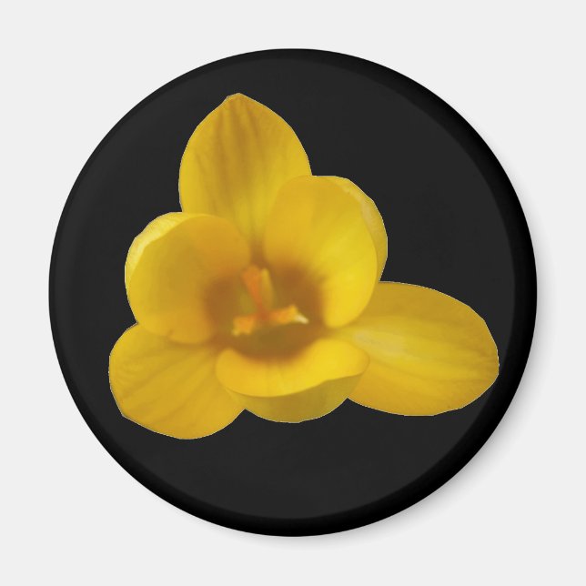 Yellow Crocus Magnet (Front)