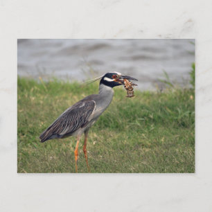Yellow Crowned Night Heron eating a Crawdad Postcard
