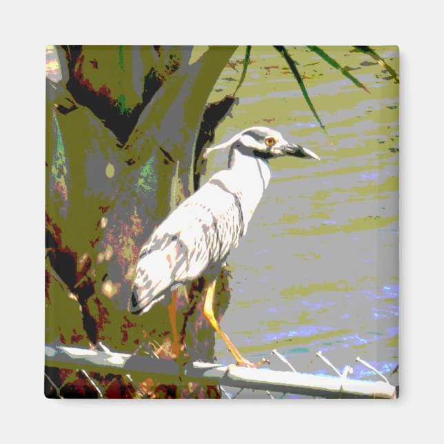 Yellow-crowned Night Heron Magnet (Front)