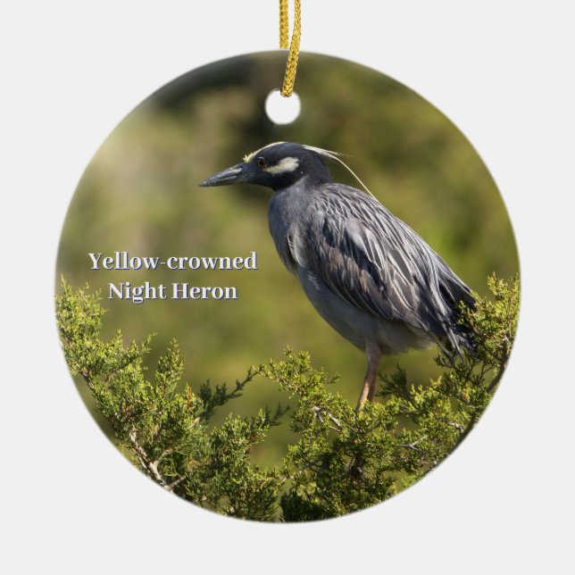 Yellow-Crowned Night Heron Ornament (Front)