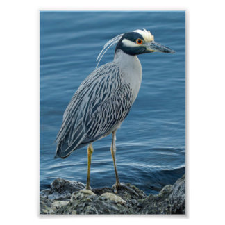 Yellow-Crowned Night Heron Photo Print