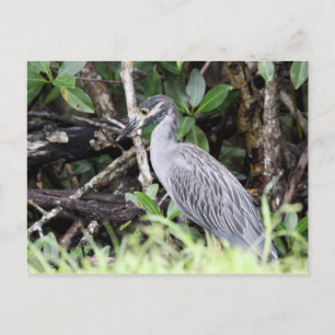 Yellow-Crowned Night Heron Postcard