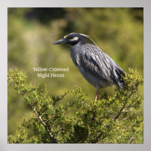 Yellow-crowned Night Heron Poster
