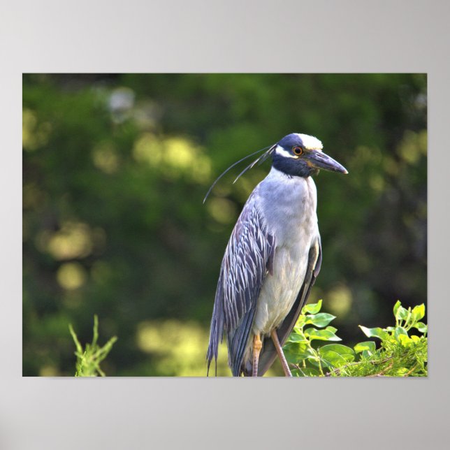 Yellow-crowned Night-Heron Poster (Front)