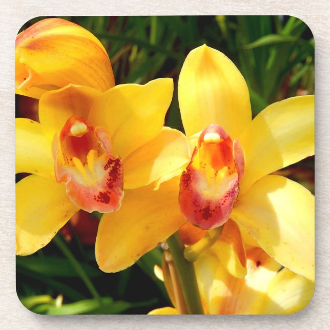 Yellow Cymbidium Orchid Hard Plastic Coaster (Front)