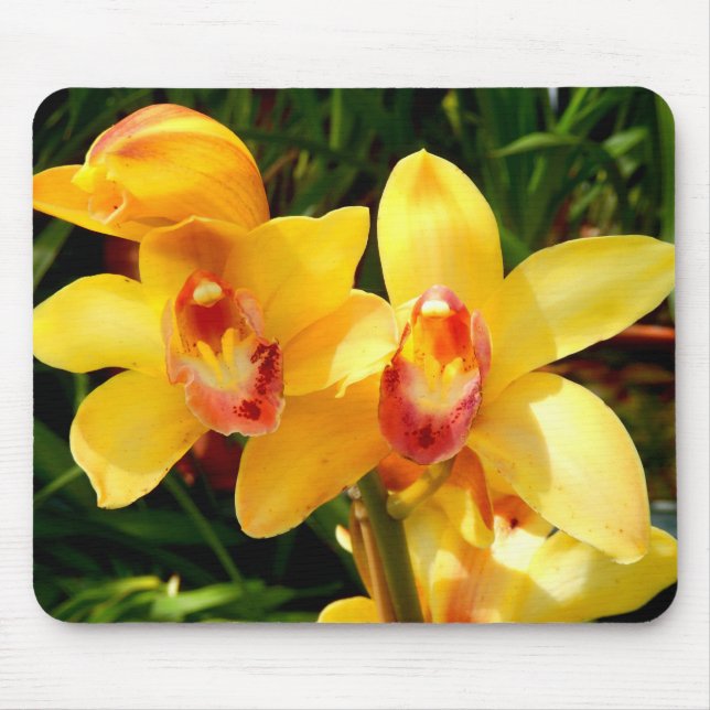 Yellow Cymbidium Orchid Mouse Mat (Front)