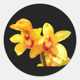 Yellow Cymbidium Orchid Stickers