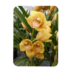 Yellow Cymbidium Orchids Magnet