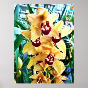 Yellow Cymbidium Orchids Poster