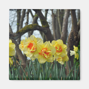 Yellow daffodil beauty magnet