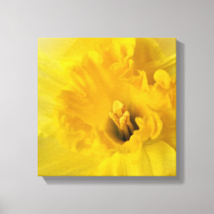 yellow daffodil canvas print
