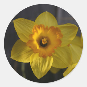 Yellow Daffodil Classic Round Sticker