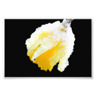 Yellow Daffodil Covered in Winter Snow Photo Print
