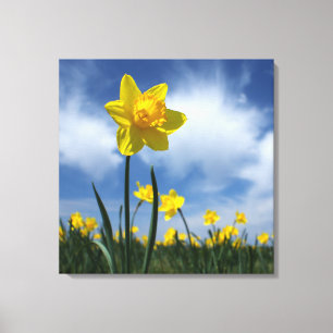 Yellow Daffodil Field on Blue Sky 24x24 Canvas Print