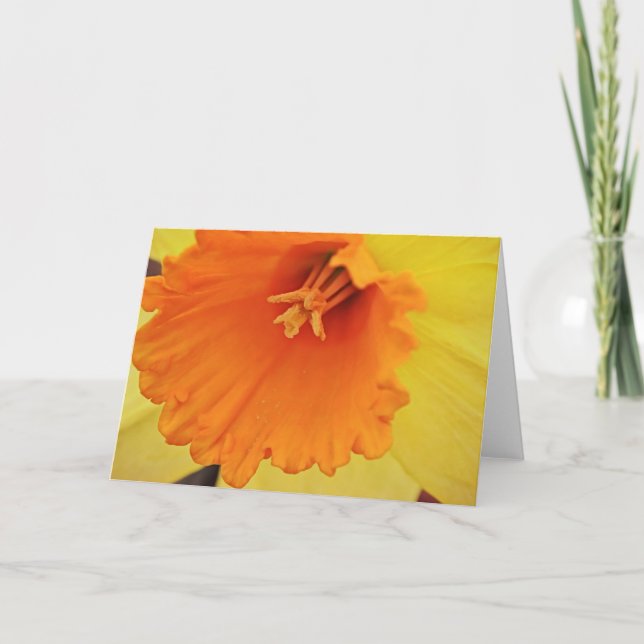 Yellow Daffodil Flower Close Up Note Card (Front)