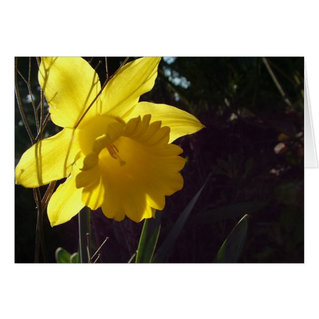 yellow daffodil flower in the sunlight (Front Horizontal)