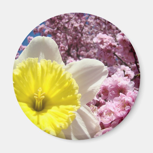 Yellow Daffodil Flower magnet Pink Tree Blossoms (Front)