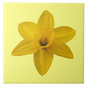 Yellow Daffodil Flower on Ceramic Tile