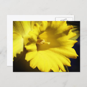 Yellow Daffodil Flower Photography Postcard