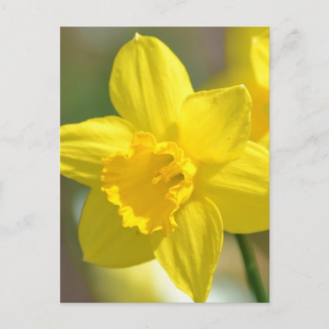 Yellow Daffodil Flower Postcard (Front)