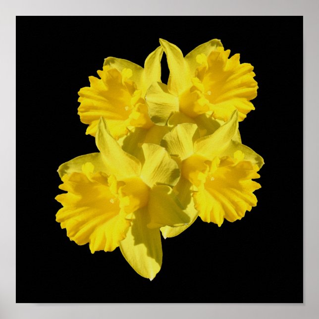 Yellow Daffodil Flowers Bouquet Poster (Front)