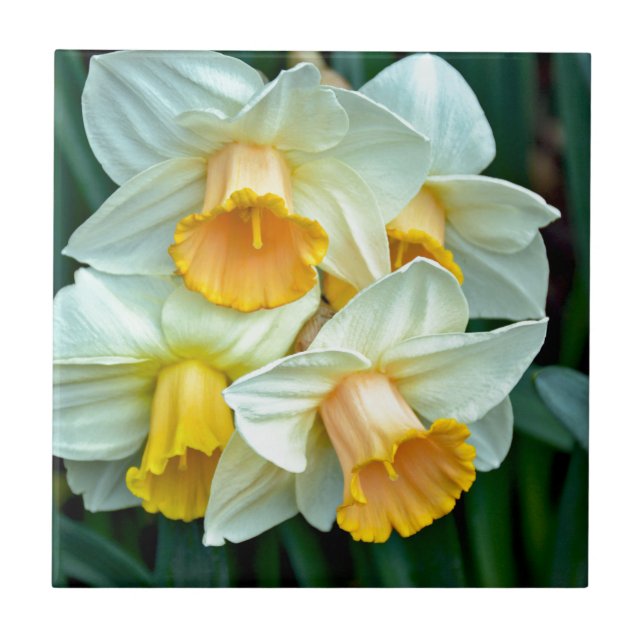 Yellow daffodil flowers ceramic tile (Front)