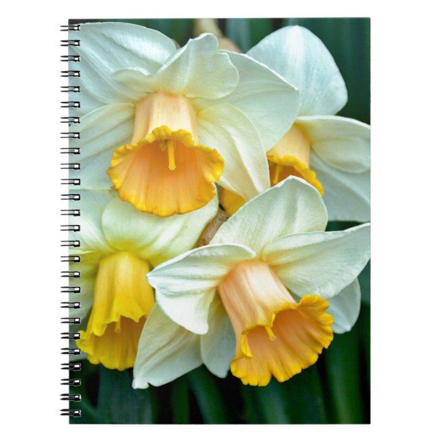 Yellow daffodil flowers notebook (Front)
