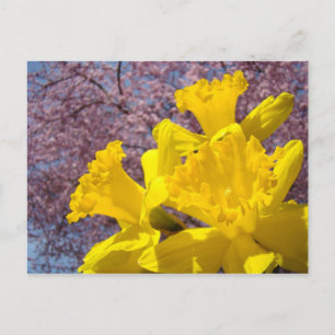 Yellow Daffodil Flowers postcards Tree Blossoms