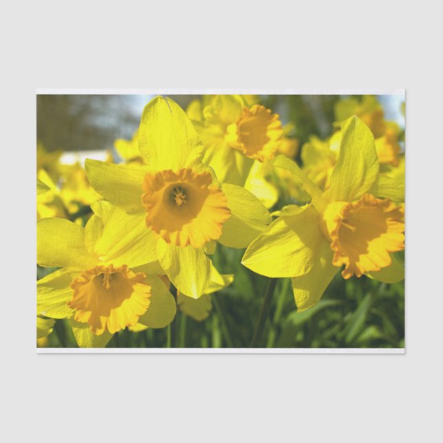 Yellow Daffodil Flowers   Tissue Paper (Front)