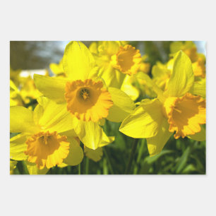 Yellow Daffodil Flowers  Wrapping Paper Sheet