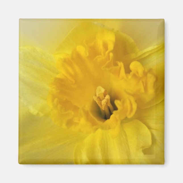 yellow daffodil magnet (Front)