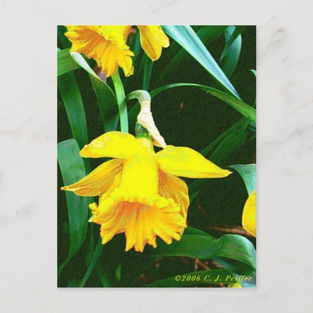 'Yellow Daffodil' Postcard (Front)