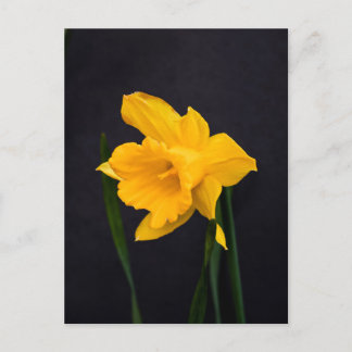 Yellow Daffodil Postcard